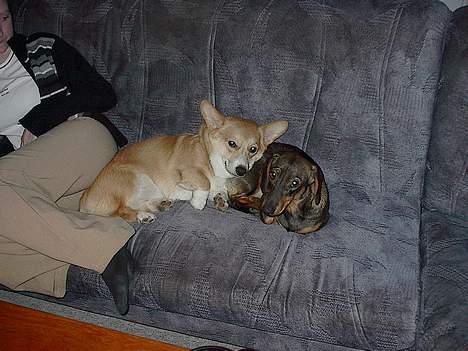 Welsh corgi pembroke Nicky - på ferie hos nogle venner billede 6