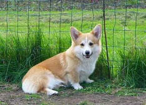 Welsh corgi pembroke Nicky - Lige et billede af min far billede 9