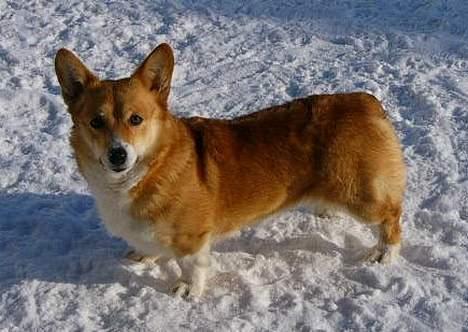 Welsh corgi pembroke Nicky - ...Og min mor billede 10