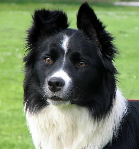 Border collie kay RIP 2017 billede 4