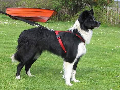 Border collie kay RIP 2017 billede 5