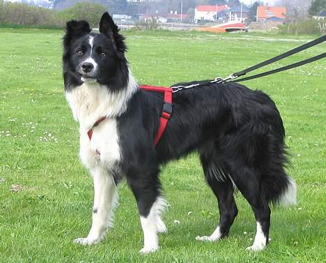 Border collie kay RIP 2017 billede 6