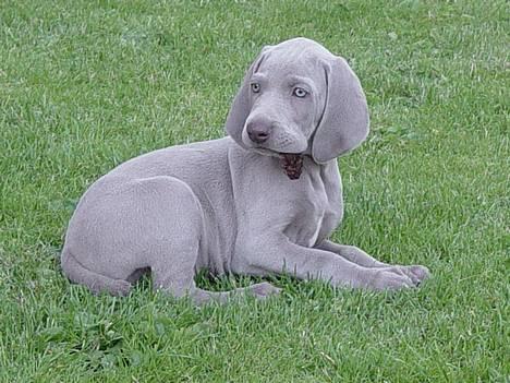 Weimaraner SØNDERSKOVEN`S B-KULD - Sønderskoven`s  BRASSO  flytter Hjem til Majken i Herning.  billede 1