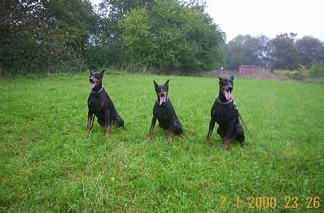 Dobermann Baba Talpa - Her sammen med Bidon og Boy Talpa billede 4