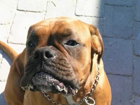 Boxer theatris/thea R.I.P.  :,( - Farlig ;b billede 1
