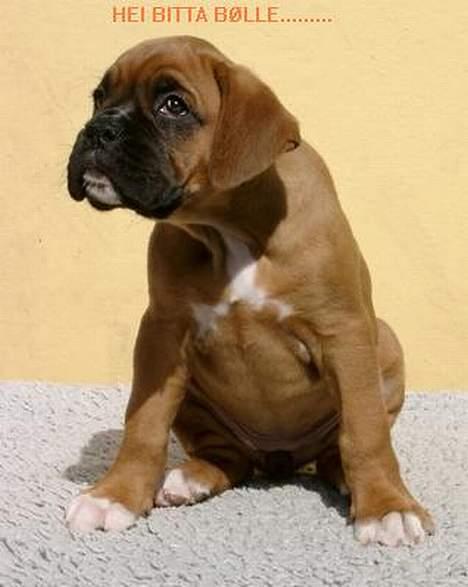 Boxer theatris/thea R.I.P.  :,( - Thea som hvalp :D billede 2