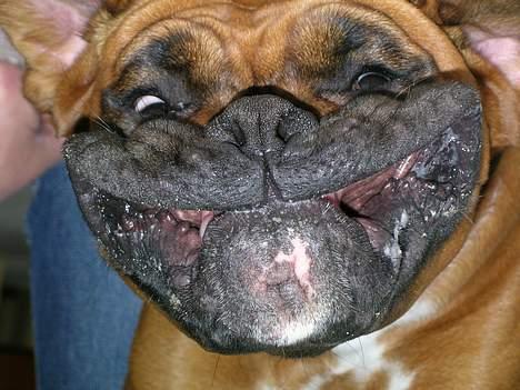 Boxer theatris/thea R.I.P.  :,( - på hovedet billede 3