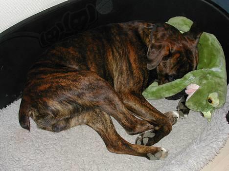 Boxer tyson billede 20