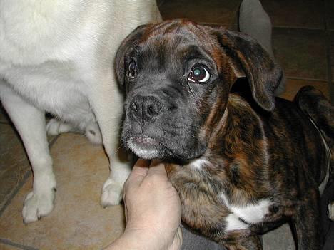 Boxer tyson - 12 uger her billede 21