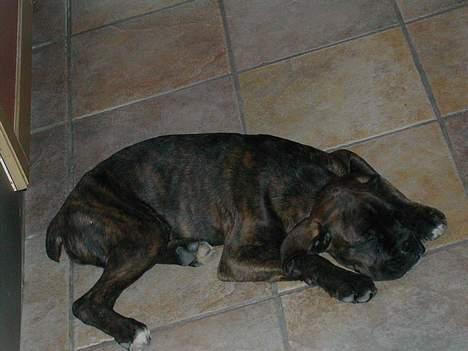 Boxer tyson - meget træt! billede 19