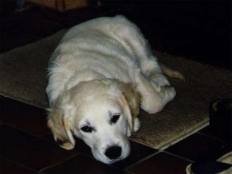 Golden retriever Asterix billede 1