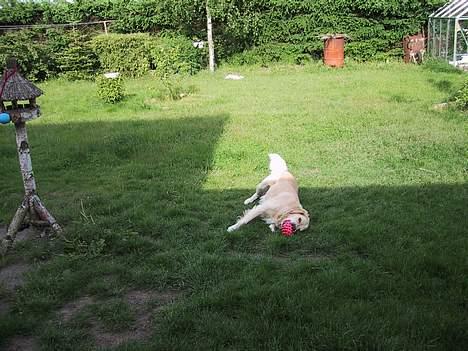 Golden retriever Asterix billede 2