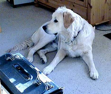 Golden retriever Asterix billede 3