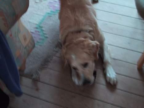 Golden retriever Asterix billede 4