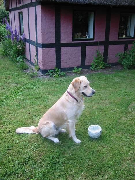 Golden retriever Asterix billede 5