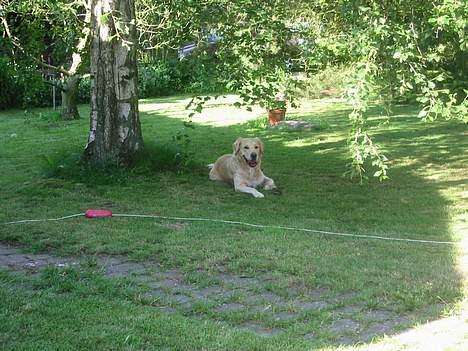 Golden retriever Asterix billede 6