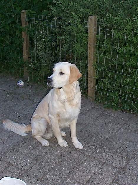 Golden retriever Asterix billede 7