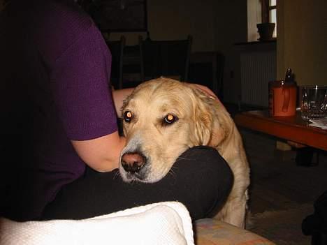 Golden retriever Asterix billede 9