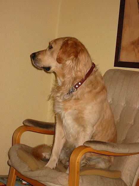 Golden retriever Asterix billede 10