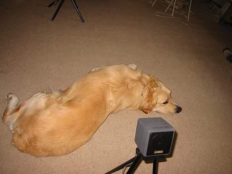 Golden retriever Asterix billede 11