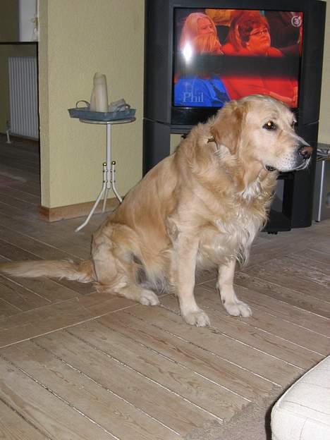 Golden retriever Asterix billede 12