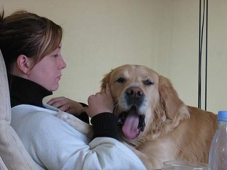 Golden retriever Asterix billede 13