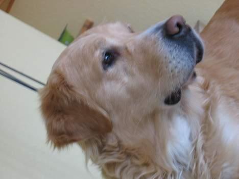 Golden retriever Asterix billede 14