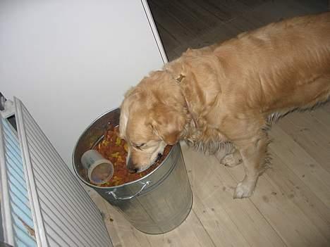 Golden retriever Asterix billede 15