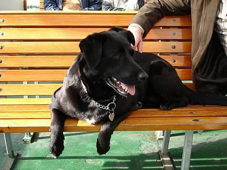 Blanding af racer Bonnie 27/1/02  billede 15