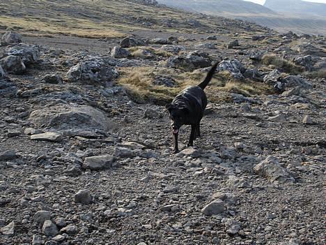 Blanding af racer Bonnie 27/1/02  billede 16