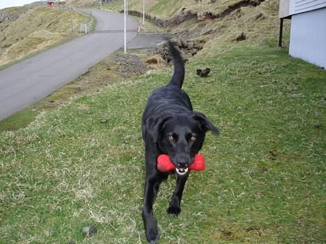 Blanding af racer Bonnie 27/1/02  - 1-5-05 billede 17