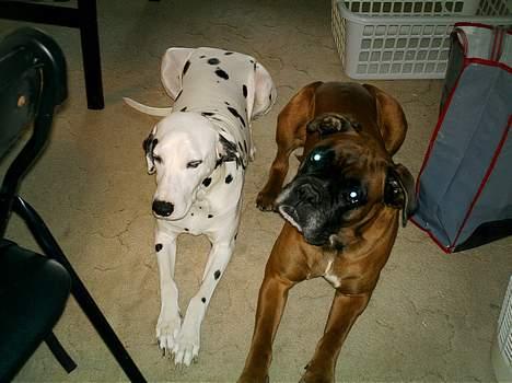 Boxer Chap - Her er mig og min kæreste billede 11