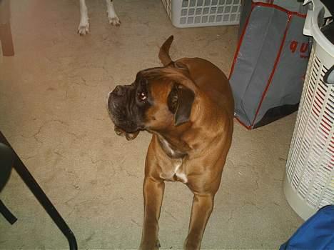 Boxer Chap - Er jeg ikke sød sidder og venter på mad ( som sædvanlig ) billede 12