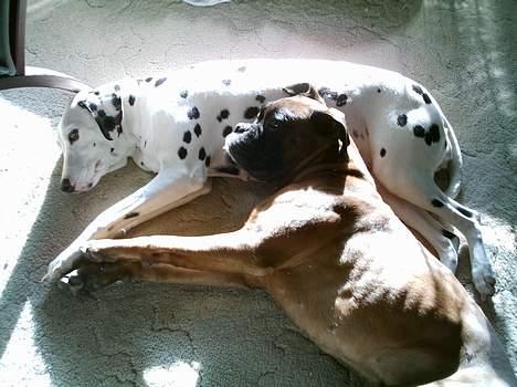 Boxer Chap - Er det ikke en flot hovedpude jeg har fået mig ? billede 13