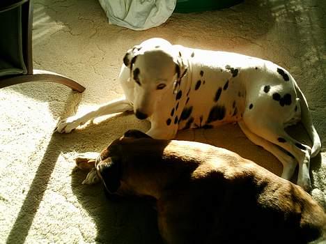 Boxer Chap - Har jeg sure tæer ? billede 14