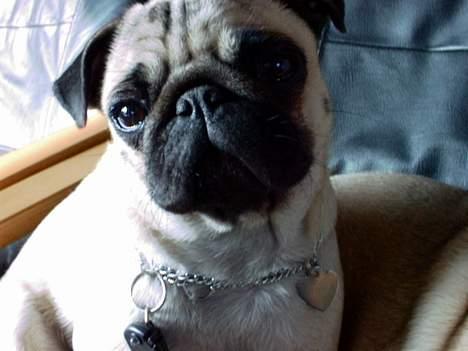 Mops Celine - Celine billede 1