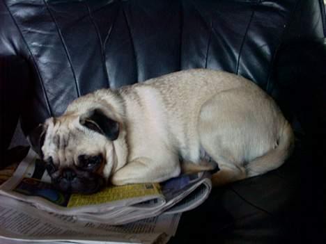 Mops Celine - Celine billede 2