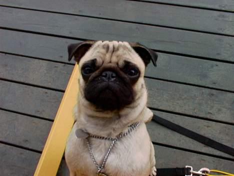 Mops Celine - Celine billede 3