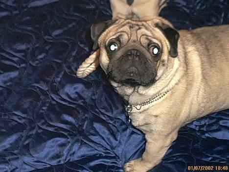 Mops Hannibal - Hannibal billede 2