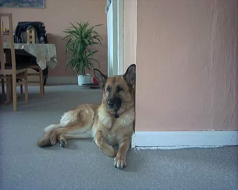 Schæferhund Sitta *DØD* billede 5