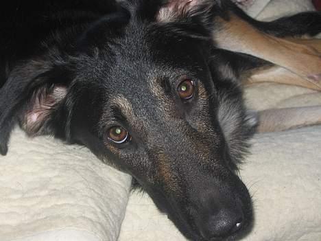 Blanding af racer Samson - Samson tar´ sig lige en bette lur.. billede 1