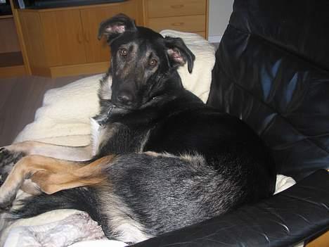 Blanding af racer Samson - Afslapning. :-) billede 2