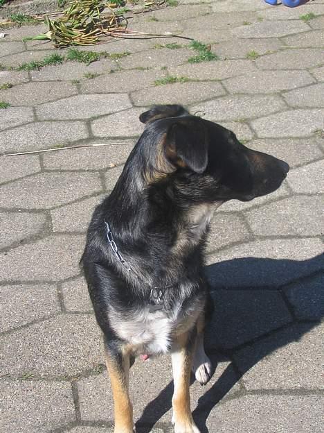 Blanding af racer Samson - "Jeg vil bestemt ikke tages billeder af!" billede 3