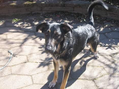 Blanding af racer Samson - Vi strækker os lige.. billede 4