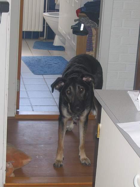 Blanding af racer Samson - Hov, er det mig du snakker til? billede 5