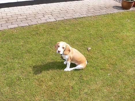 Beagle Molly billede 1