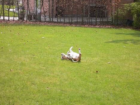 Beagle Molly billede 2