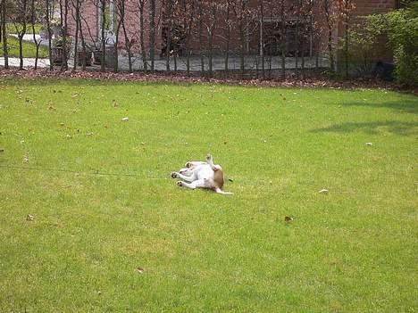 Beagle Molly billede 3