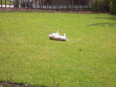 Beagle Molly billede 4