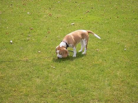 Beagle Molly billede 5